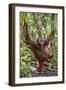 Indonesia, Central Kalimatan, Tanjung Puting National Park. a Male Orangutan Calling.-Nigel Pavitt-Framed Photographic Print