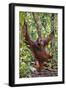 Indonesia, Central Kalimatan, Tanjung Puting National Park. a Male Orangutan Calling.-Nigel Pavitt-Framed Photographic Print