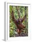 Indonesia, Central Kalimatan, Tanjung Puting National Park. a Male Orangutan Calling.-Nigel Pavitt-Framed Photographic Print