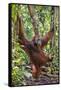 Indonesia, Central Kalimatan, Tanjung Puting National Park. a Male Orangutan Calling.-Nigel Pavitt-Framed Stretched Canvas