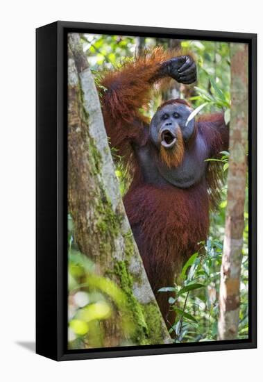 Indonesia, Central Kalimatan, Tanjung Puting National Park. a Male Orangutan Calling.-Nigel Pavitt-Framed Stretched Canvas