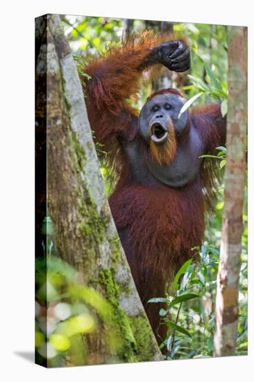 Indonesia, Central Kalimatan, Tanjung Puting National Park. a Male Orangutan Calling.-Nigel Pavitt-Stretched Canvas