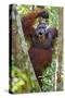 Indonesia, Central Kalimatan, Tanjung Puting National Park. a Male Orangutan Calling.-Nigel Pavitt-Stretched Canvas