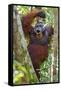 Indonesia, Central Kalimatan, Tanjung Puting National Park. a Male Orangutan Calling.-Nigel Pavitt-Framed Stretched Canvas