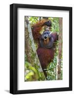 Indonesia, Central Kalimatan, Tanjung Puting National Park. a Male Orangutan Calling.-Nigel Pavitt-Framed Photographic Print