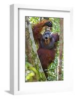 Indonesia, Central Kalimatan, Tanjung Puting National Park. a Male Orangutan Calling.-Nigel Pavitt-Framed Photographic Print