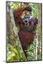 Indonesia, Central Kalimatan, Tanjung Puting National Park. a Male Orangutan Calling.-Nigel Pavitt-Mounted Photographic Print