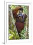 Indonesia, Central Kalimatan, Tanjung Puting National Park. a Male Orangutan Calling.-Nigel Pavitt-Framed Photographic Print