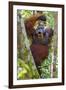 Indonesia, Central Kalimatan, Tanjung Puting National Park. a Male Orangutan Calling.-Nigel Pavitt-Framed Photographic Print