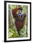 Indonesia, Central Kalimatan, Tanjung Puting National Park. a Male Orangutan Calling.-Nigel Pavitt-Framed Photographic Print