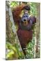 Indonesia, Central Kalimatan, Tanjung Puting National Park. a Male Orangutan Calling.-Nigel Pavitt-Mounted Photographic Print