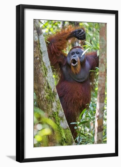 Indonesia, Central Kalimatan, Tanjung Puting National Park. a Male Orangutan Calling.-Nigel Pavitt-Framed Photographic Print