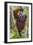 Indonesia, Central Kalimatan, Tanjung Puting National Park. a Male Orangutan Calling.-Nigel Pavitt-Framed Photographic Print