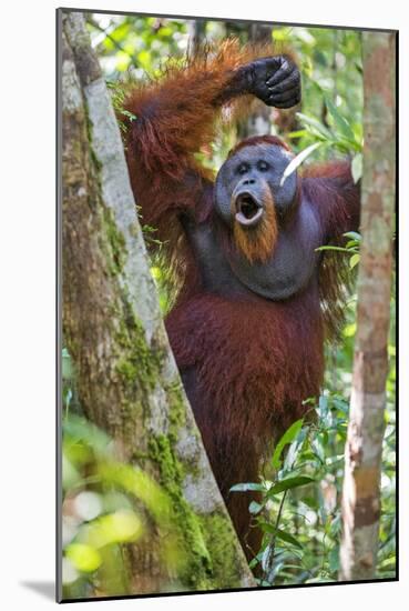 Indonesia, Central Kalimatan, Tanjung Puting National Park. a Male Orangutan Calling.-Nigel Pavitt-Mounted Photographic Print