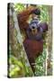 Indonesia, Central Kalimatan, Tanjung Puting National Park. a Male Orangutan Calling.-Nigel Pavitt-Stretched Canvas