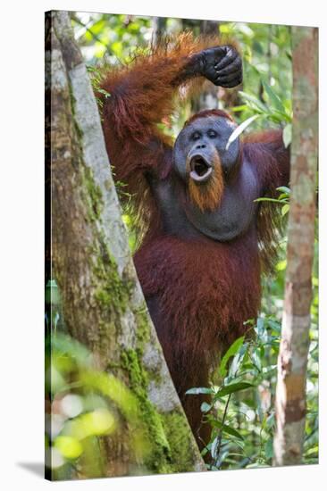 Indonesia, Central Kalimatan, Tanjung Puting National Park. a Male Orangutan Calling.-Nigel Pavitt-Stretched Canvas