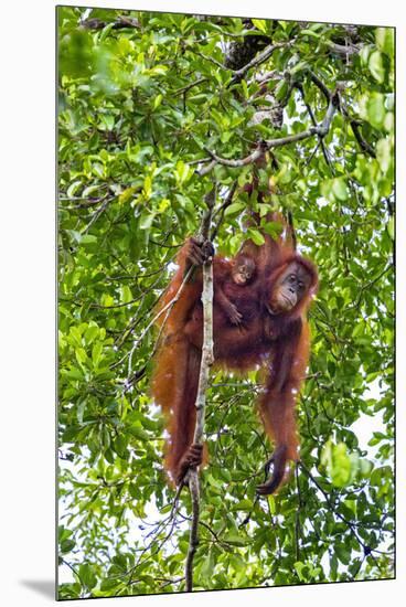 Indonesia, Central Kalimatan, Tanjung Puting National Park. a Mother and Baby Bornean Orangutan.-Nigel Pavitt-Mounted Premium Photographic Print