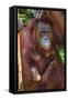 Indonesia, Central Kalimatan, Tanjung Puting National Park. a Mother and Baby Bornean Orangutan.-Nigel Pavitt-Framed Stretched Canvas