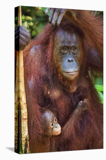 Indonesia, Central Kalimatan, Tanjung Puting National Park. a Mother and Baby Bornean Orangutan.-Nigel Pavitt-Stretched Canvas