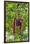 Indonesia, Central Kalimatan, Tanjung Puting National Park. a Mother and Baby Bornean Orangutan.-Nigel Pavitt-Framed Photographic Print