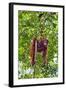 Indonesia, Central Kalimatan, Tanjung Puting National Park. a Mother and Baby Bornean Orangutan.-Nigel Pavitt-Framed Photographic Print