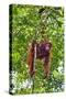 Indonesia, Central Kalimatan, Tanjung Puting National Park. a Mother and Baby Bornean Orangutan.-Nigel Pavitt-Stretched Canvas