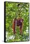 Indonesia, Central Kalimatan, Tanjung Puting National Park. a Mother and Baby Bornean Orangutan.-Nigel Pavitt-Framed Stretched Canvas