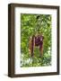 Indonesia, Central Kalimatan, Tanjung Puting National Park. a Mother and Baby Bornean Orangutan.-Nigel Pavitt-Framed Photographic Print