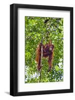 Indonesia, Central Kalimatan, Tanjung Puting National Park. a Mother and Baby Bornean Orangutan.-Nigel Pavitt-Framed Photographic Print