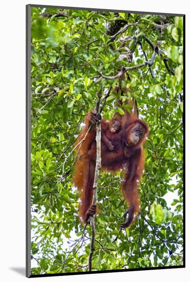 Indonesia, Central Kalimatan, Tanjung Puting National Park. a Mother and Baby Bornean Orangutan.-Nigel Pavitt-Mounted Photographic Print