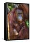 Indonesia, Central Kalimatan, Tanjung Puting National Park. a Mother and Baby Bornean Orangutan.-Nigel Pavitt-Framed Stretched Canvas