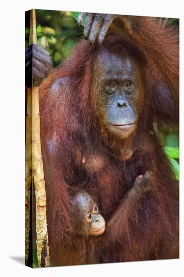 Indonesia, Central Kalimatan, Tanjung Puting National Park. a Mother and Baby Bornean Orangutan.-Nigel Pavitt-Stretched Canvas