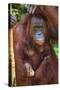 Indonesia, Central Kalimatan, Tanjung Puting National Park. a Mother and Baby Bornean Orangutan.-Nigel Pavitt-Stretched Canvas