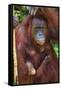 Indonesia, Central Kalimatan, Tanjung Puting National Park. a Mother and Baby Bornean Orangutan.-Nigel Pavitt-Framed Stretched Canvas