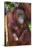 Indonesia, Central Kalimatan, Tanjung Puting National Park. a Mother and Baby Bornean Orangutan.-Nigel Pavitt-Stretched Canvas