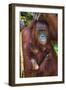 Indonesia, Central Kalimatan, Tanjung Puting National Park. a Mother and Baby Bornean Orangutan.-Nigel Pavitt-Framed Photographic Print