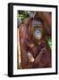 Indonesia, Central Kalimatan, Tanjung Puting National Park. a Mother and Baby Bornean Orangutan.-Nigel Pavitt-Framed Photographic Print