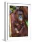 Indonesia, Central Kalimatan, Tanjung Puting National Park. a Mother and Baby Bornean Orangutan.-Nigel Pavitt-Framed Photographic Print