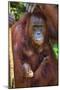 Indonesia, Central Kalimatan, Tanjung Puting National Park. a Mother and Baby Bornean Orangutan.-Nigel Pavitt-Mounted Photographic Print