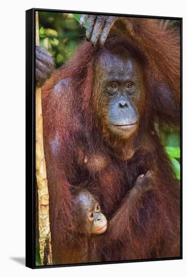 Indonesia, Central Kalimatan, Tanjung Puting National Park. a Mother and Baby Bornean Orangutan.-Nigel Pavitt-Framed Stretched Canvas