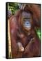 Indonesia, Central Kalimatan, Tanjung Puting National Park. a Mother and Baby Bornean Orangutan.-Nigel Pavitt-Framed Stretched Canvas