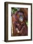 Indonesia, Central Kalimatan, Tanjung Puting National Park. a Mother and Baby Bornean Orangutan.-Nigel Pavitt-Framed Photographic Print