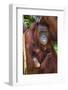 Indonesia, Central Kalimatan, Tanjung Puting National Park. a Mother and Baby Bornean Orangutan.-Nigel Pavitt-Framed Photographic Print