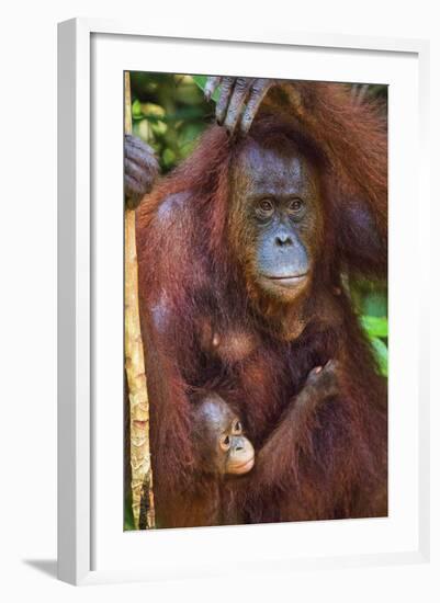 Indonesia, Central Kalimatan, Tanjung Puting National Park. a Mother and Baby Bornean Orangutan.-Nigel Pavitt-Framed Photographic Print