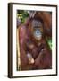 Indonesia, Central Kalimatan, Tanjung Puting National Park. a Mother and Baby Bornean Orangutan.-Nigel Pavitt-Framed Photographic Print