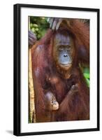 Indonesia, Central Kalimatan, Tanjung Puting National Park. a Mother and Baby Bornean Orangutan.-Nigel Pavitt-Framed Photographic Print