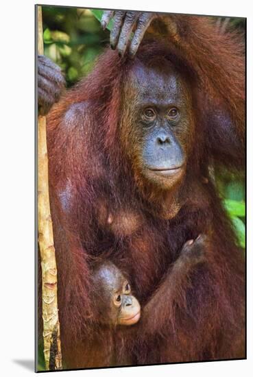 Indonesia, Central Kalimatan, Tanjung Puting National Park. a Mother and Baby Bornean Orangutan.-Nigel Pavitt-Mounted Photographic Print