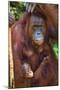 Indonesia, Central Kalimatan, Tanjung Puting National Park. a Mother and Baby Bornean Orangutan.-Nigel Pavitt-Mounted Photographic Print