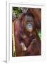 Indonesia, Central Kalimatan, Tanjung Puting National Park. a Mother and Baby Bornean Orangutan.-Nigel Pavitt-Framed Photographic Print