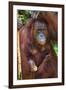 Indonesia, Central Kalimatan, Tanjung Puting National Park. a Mother and Baby Bornean Orangutan.-Nigel Pavitt-Framed Photographic Print